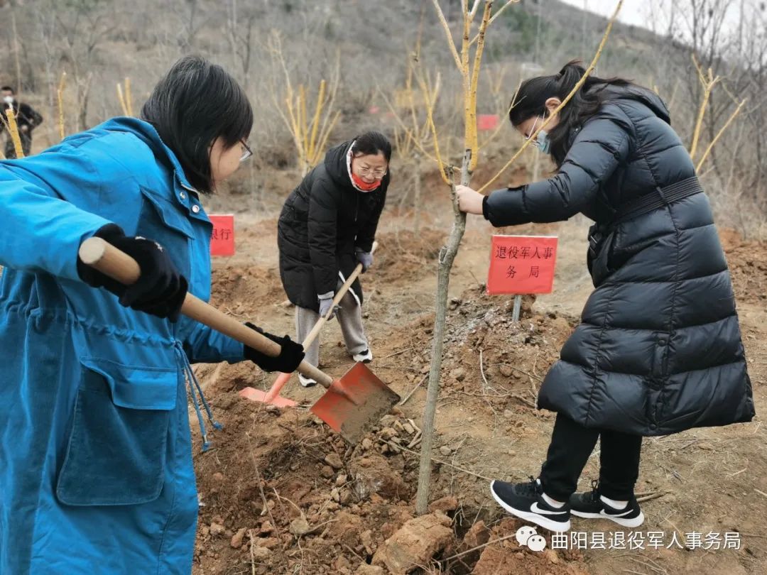 曲阳县退役军人事务局开展义务植树活动